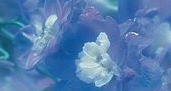 fon_5_1_arnusha