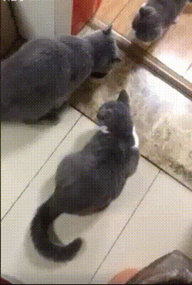 не даст в обиду