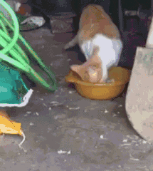 41cce9667dfebdc5daf50f349cd480a2