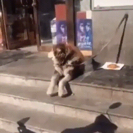 -гифки-ожидание-собака-4803565