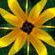 fon_3_1_arnusha
