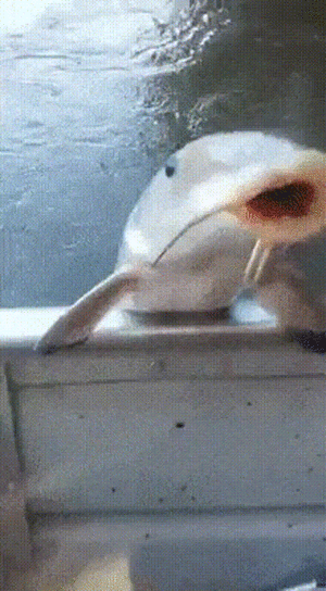 5153778229518051 (1)