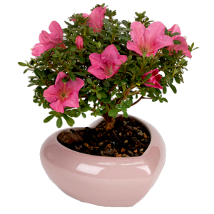 fbeacab95e7e389c7c3e02dc236e2413