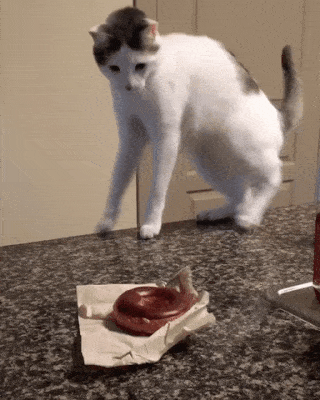 0b24eb74fe7772c77d9651cdbc62c5b8