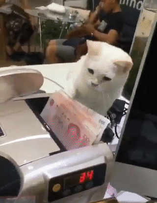 Кот ворует деньги