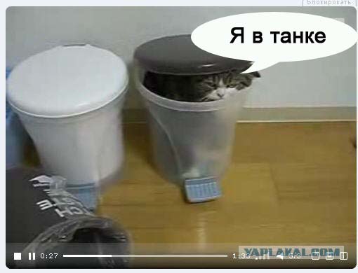 кот в танке