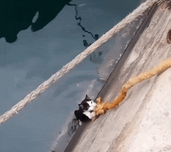 Спасение котейки