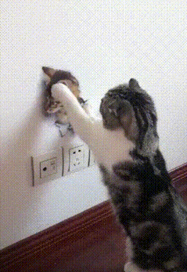 2154463634421480 (1)