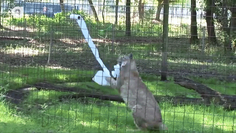 Рысь и туалетная бумага