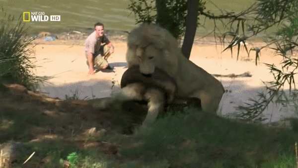 Лев и колесо