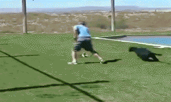 Пантера догоняет игрушку