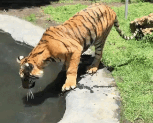 Тигр в воде