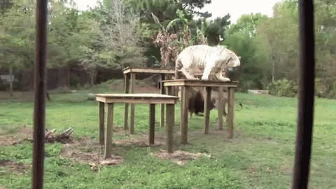 Будут внезапно бегать друг за другом