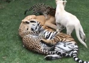 Лежбище котиков