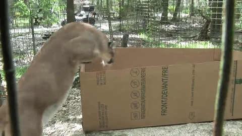 Коробчатые коты