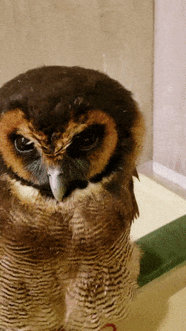 Top_Gif_2