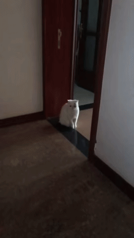 339afe0b63e382ec7c682a2e6e6811f1