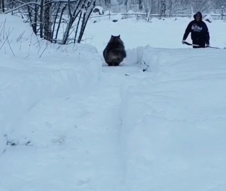 Кот драпает