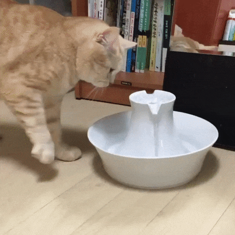 GIF