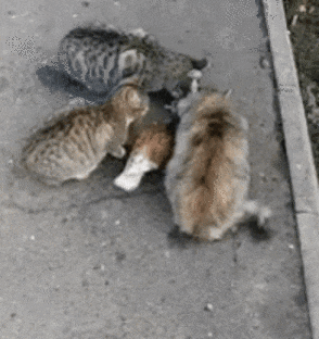 40114bf1aea114efbf796ee1d8c875d1