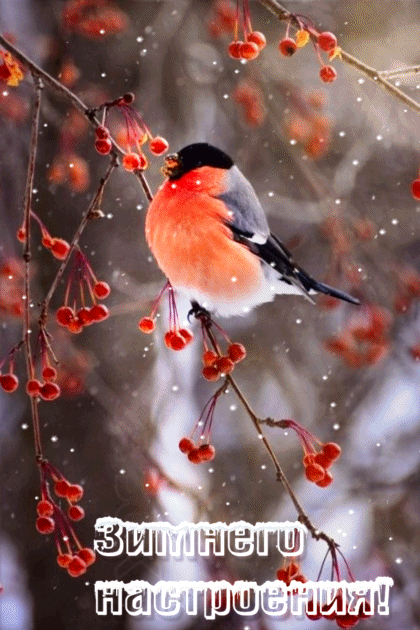 ezgif-4-493b5c70a280