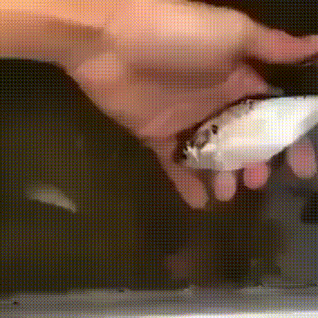 сожрали рыбку