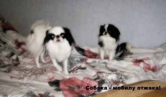 Собака отжака_1