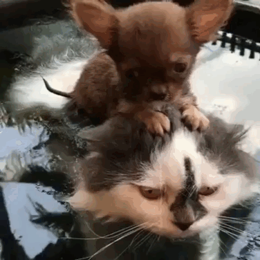 YearlyBrokenAmericanmarten-mobile