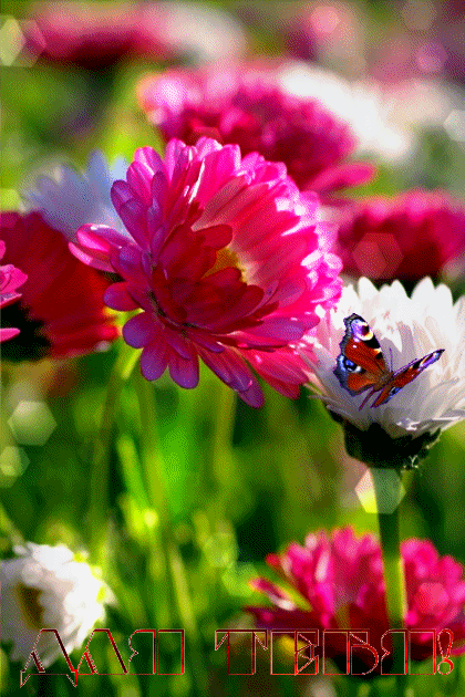 ezgif-4-9d3df2194236