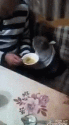 с котом