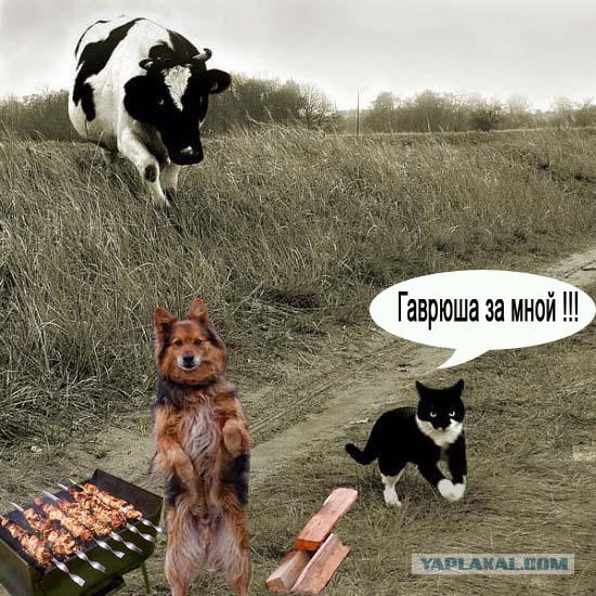 Мотроскин и Корова1