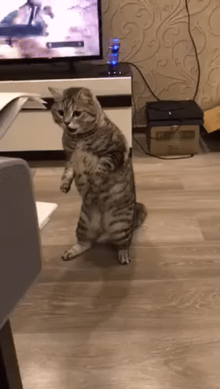 KOTE