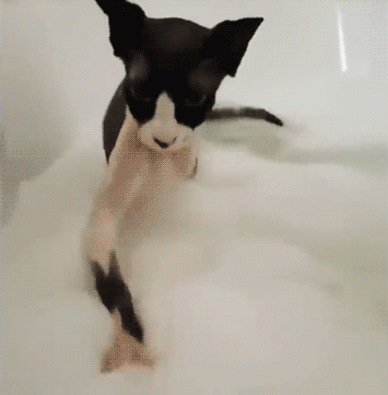KOTE