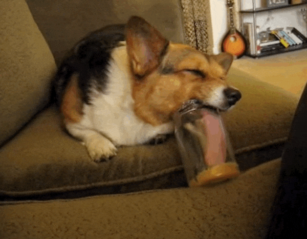 банка собака