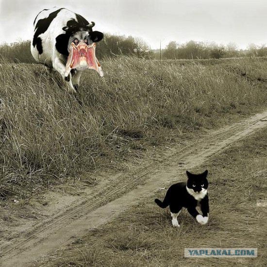 Мотроскин и Корова1