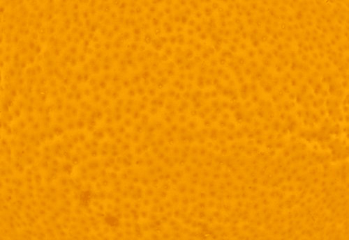 1337518172
