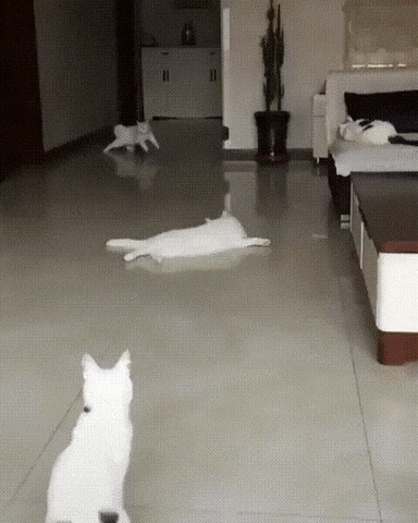 -котэ-скольжение-slow-5027321