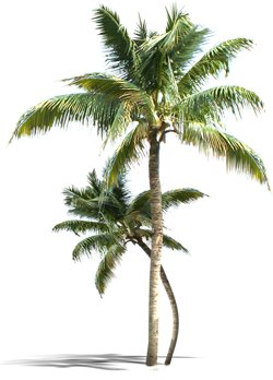 palm_tree_9