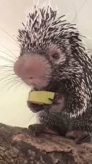 Детёныш дикобраза