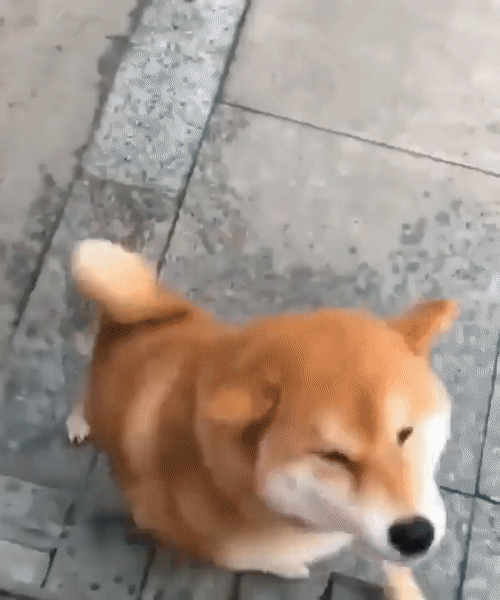 Top_Gif_1
