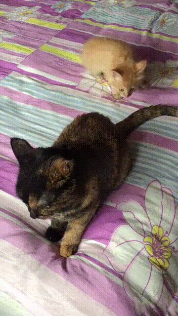 KOTE_3
