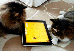 tumblr_me5e5reob61rlo9uqo2_250