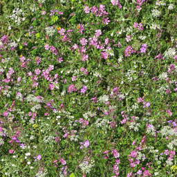 grass-texture_(10)