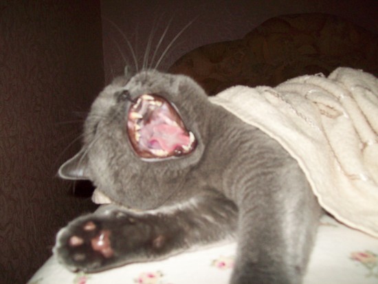 квартира 246