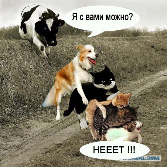 корова и кот1