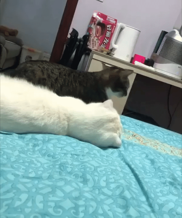 Подкололи котика