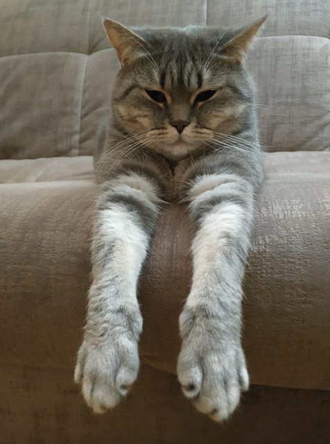 51794113_2323677587666908_1099565628399812608_n