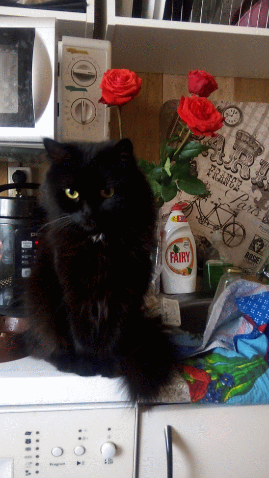 IMG_20190308_085817-ANIMATION