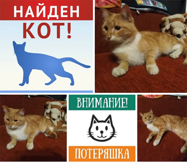 котик