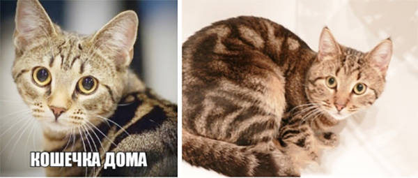 котик